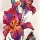 Diamond Painting Iris  70 x 40 vierkante steentjes