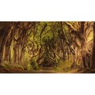 Ddiamond painting Mystical forrest Ronde Steentjes 112 x 61  75 kleuren