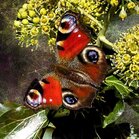 Diamond Painting Nachtpauwoog Vlinder - vanaf formaat 40 x 40 cm vierkante steentjes