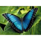 Diamond painting Blue Morpho  30x20 cm vierkante steentjes