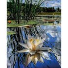 Fragrance of Morning   40 x 50