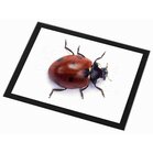 Lieveheersbeestje / Ladybird  Glazen Placemat met zwarte rand