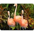 2  Flamingo's  Muismat