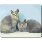 2 Britse Korthaar Katten Muismat