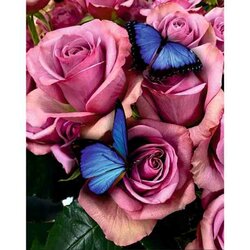 Diamond painting op kader Lovely roses 40 x 50 cm