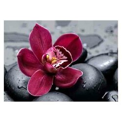 Diamond Painting Royal Orchid  vierkante steentjes 38x27 cm WD036 