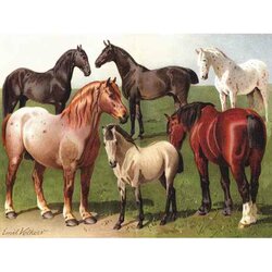 Horse Breeds -  Puzzle 1,000 pieces