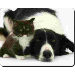 Border colli met kat Muismat