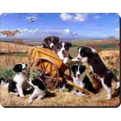 Border Collis Met kar Muismat