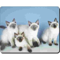 4 Ragdoll Kittens Muismat