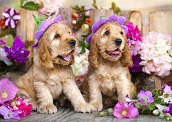 Spaniel Puppies with Flower Hats Puzzel 1000 Stukjes