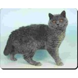  Selkirk Rex Blauw Muismat