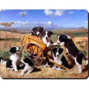 Border Collis Met kar Muismat