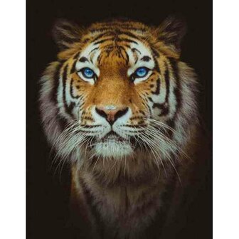 Lord  50 x 40 Ronde Steentjes