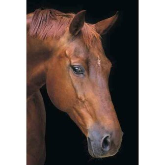 Horse in Silence 40 x 50