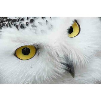 DP Diamond Painting Witte uil met gele ogen - vanaf formaat 60 x 40 cm
