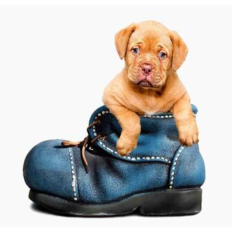 pup Schoen  40 x40 vierkante steentjes