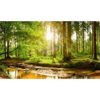 Bos / Woud  70 x40 Vierkante Steentjes