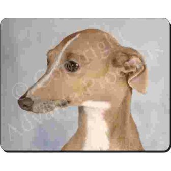 Greyhound   Muismat