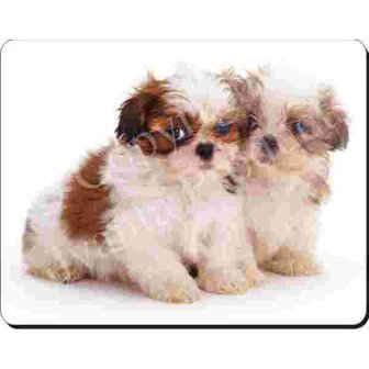 2 Shih Tzu Pups   Muismat