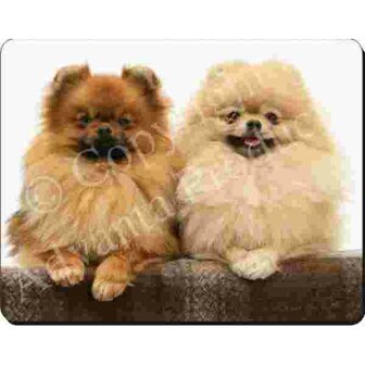 2 Pomeranians   Muismat