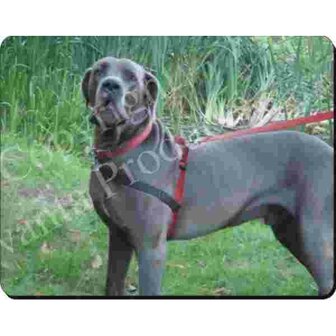 Deense Dog  Muismat