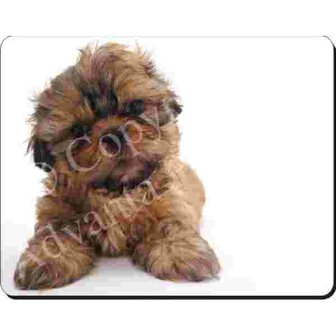 Shih Tzu Muismat