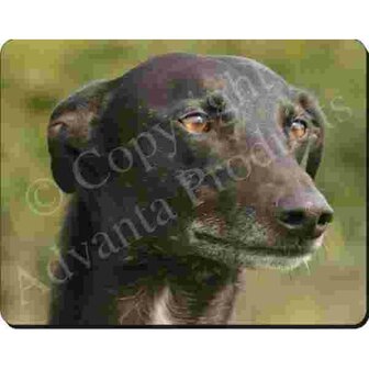 Greyhound Muismat
