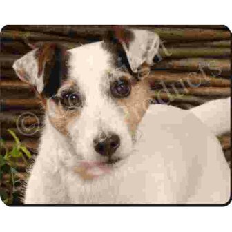 Jack Russel Muismat