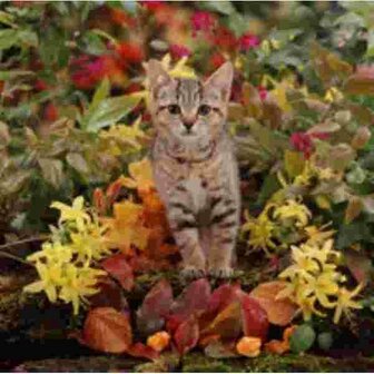Tabby Poes  met bloemen Muismat Advanta