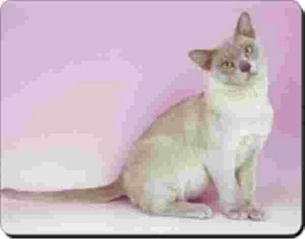 Muismat Siamese Kat Lilla Achtergrond Advanta