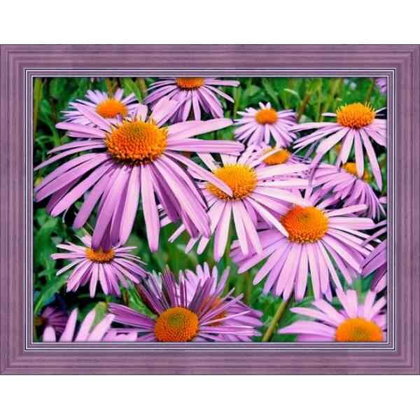 Daimond Painting kit Purperen Kamille 40 x 30 cm vierkante steentjes