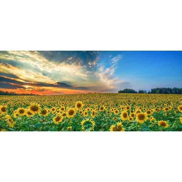 Diamond Painting Veld met zonnebloemen 90 x 40 cm