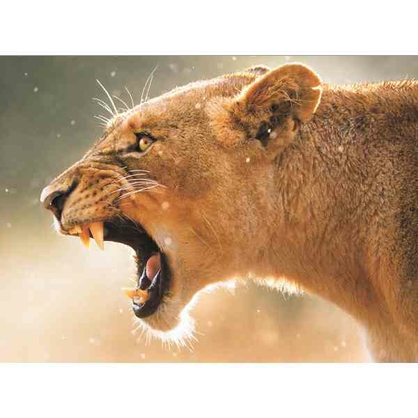 Diamond Painting Hunting Lioness 40 x 50 cm  ronde steentjes met kader
