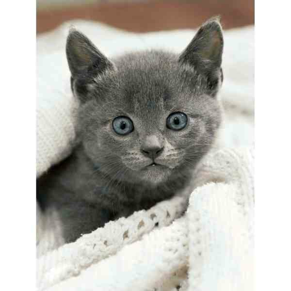 Diamond Painting Curious Kitten 30x40 vierkante steentjes