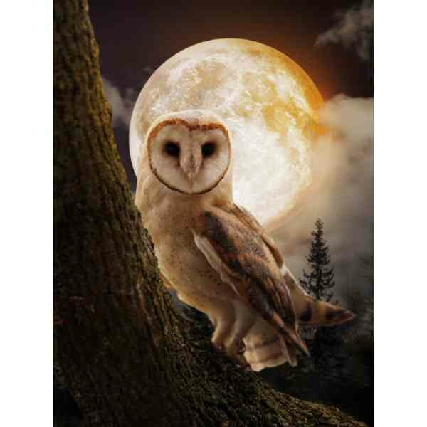 Diamond Painting  Mysterious Owl 30 x 40 cm vierkante steentjes