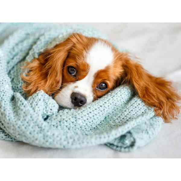 Diamond Painting Sleepy friend Cavalier King Charles WD3053 - 40x30 cm Vierkante steentjes