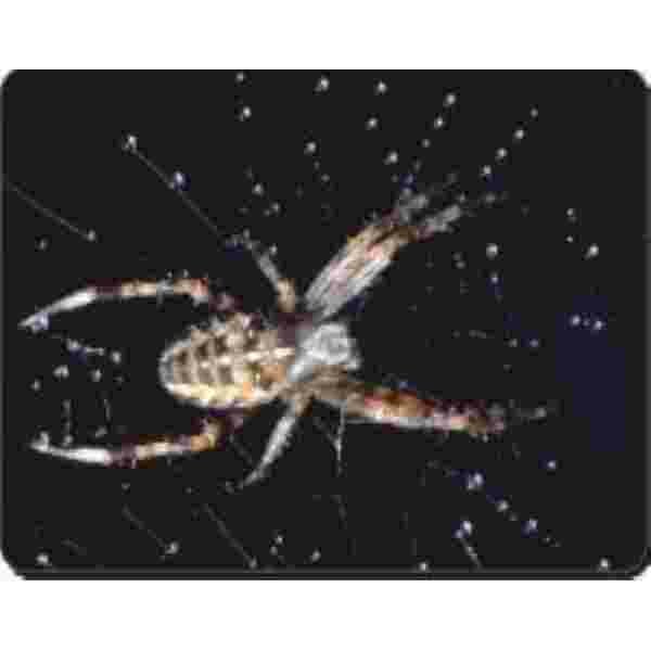 Muismat Spin + web