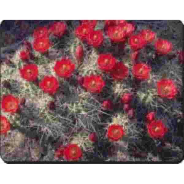 Cactusbloemen Muismat