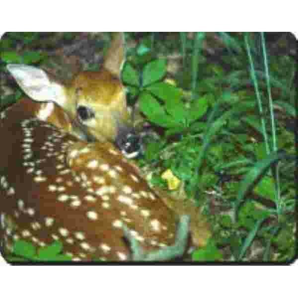 Bambi Muismat