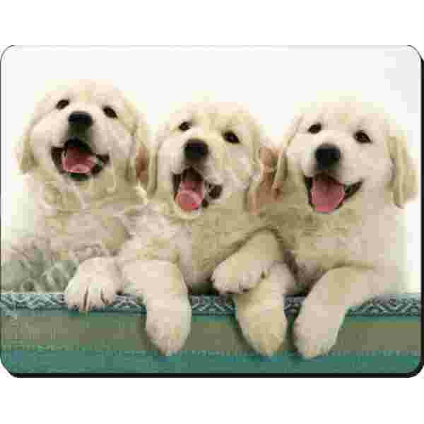 3 Golden Retriever Pups Muismat