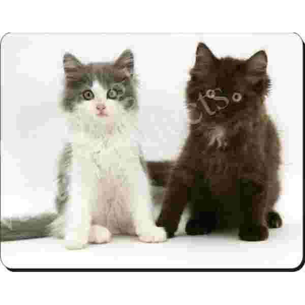 2 Perzische Kittens  Muismat