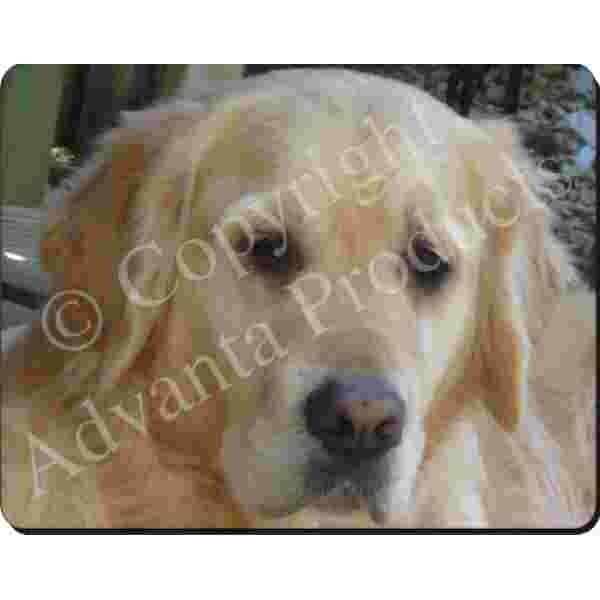 Golden Retriever close up Muismat