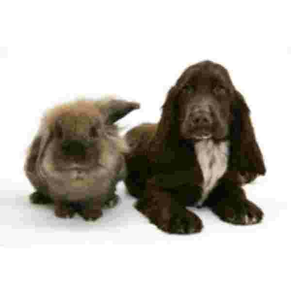 Bruine Cocker Spaniel + Konijn Muismat