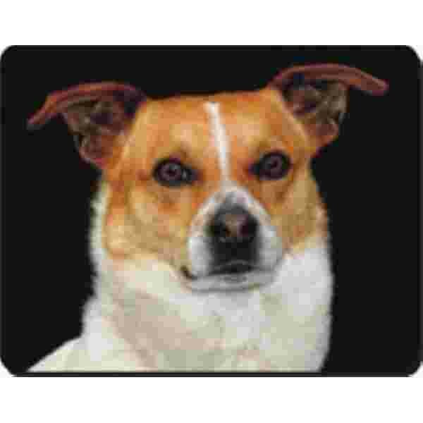 Muismat Jack Russel kijkt Vooruit Advanta