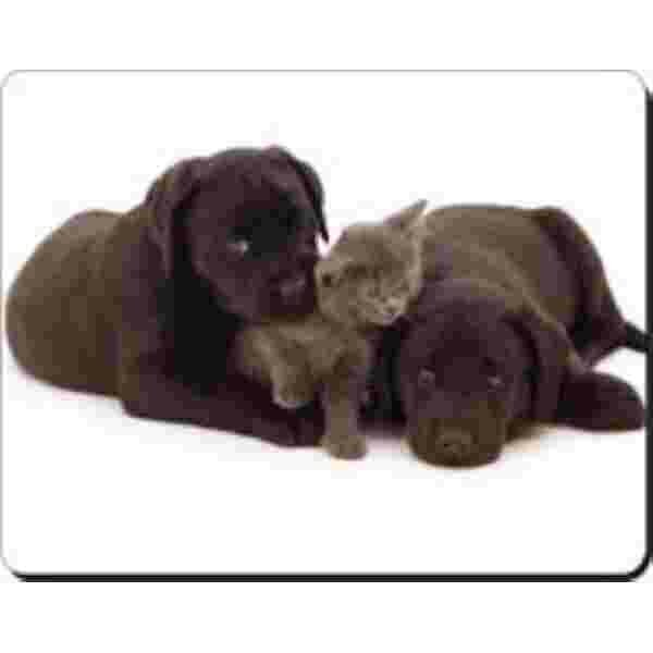 2 zwarte labrador pups met kat Muismat