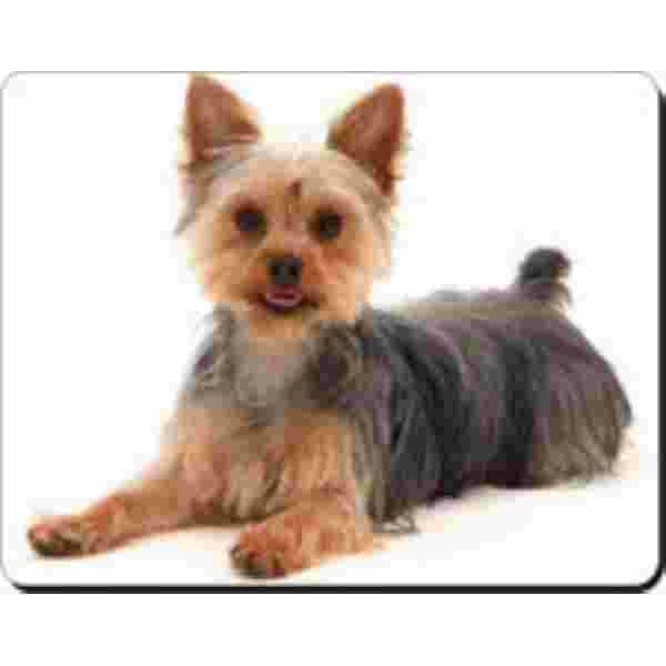 Yorkshire Terrier met stokje in muil Muismat