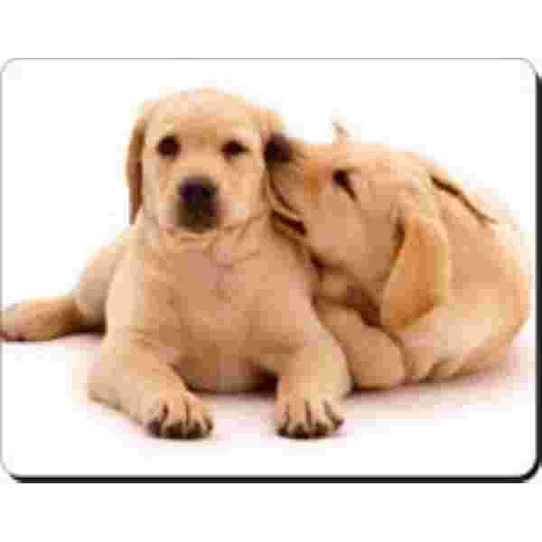 2 Bruine Labradors Muismat