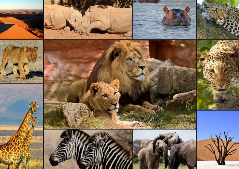 Grafika puzzel Collage - Wildlife - 1500 stukjes legpuzzel.