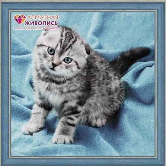 Diamond Painting  Kitten   40x40 Vierkante steentjes